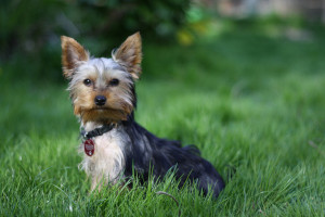 Yorkshire terrier